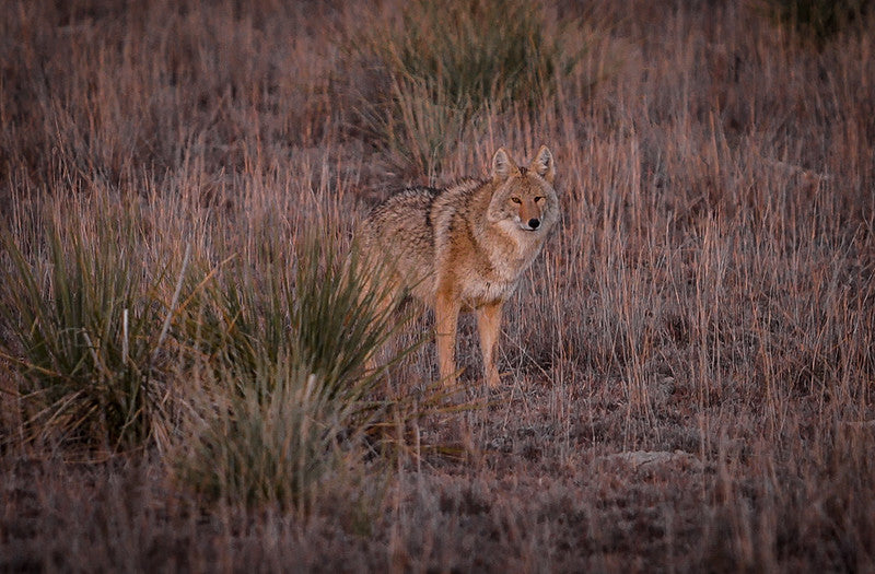 Best Thermal Scopes for Coyote Hunting